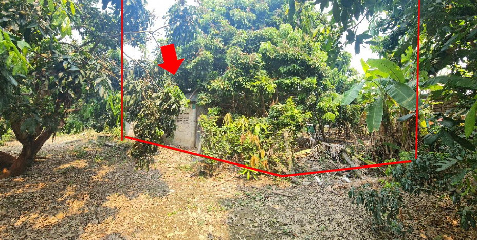 ขายทอดตลาด ที่ดินพร้อมสิ่งปลูกสร้าง ต.น้ำดิบ อ.ป่าซาง จ.ลำพูน