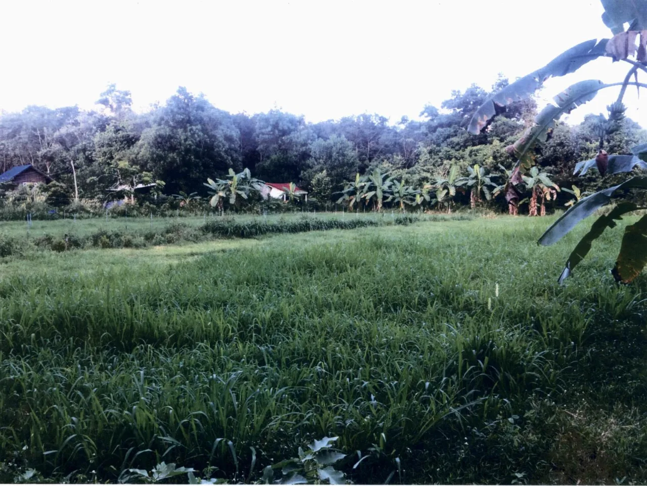 ขายทอดตลาด ที่ดินว่างเปล่า ต.ท่าช้าง อ.บางกล่ำ จ.สงขลา