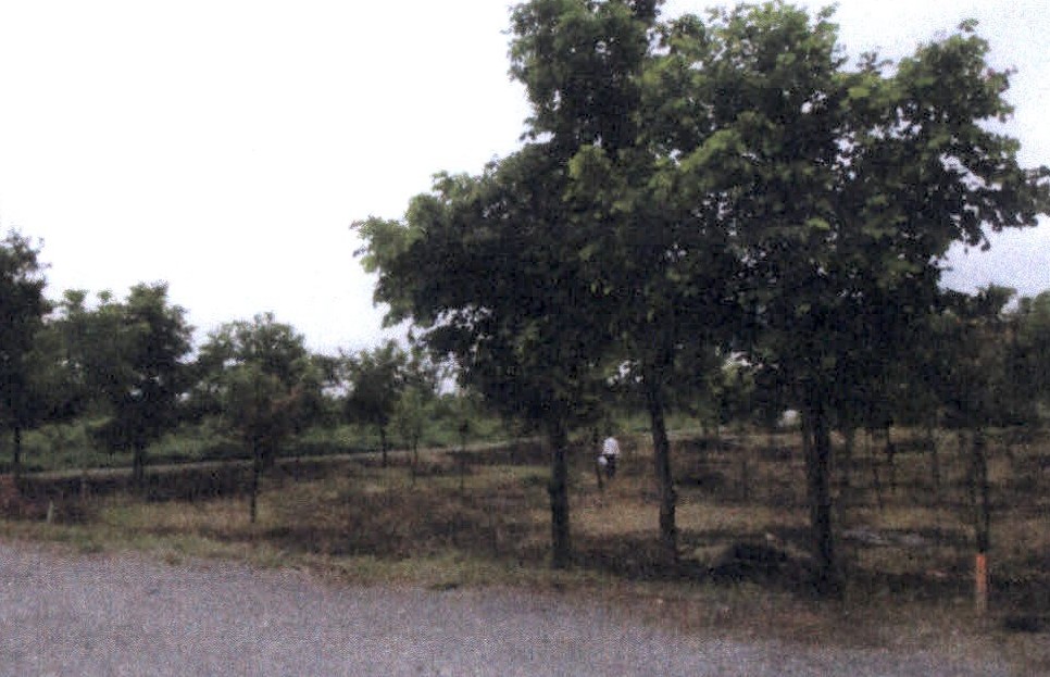 ขายทอดตลาด ที่ดินว่างเปล่า ต.หนองบัวใต้ อ.เมืองตาก จ.ตาก
