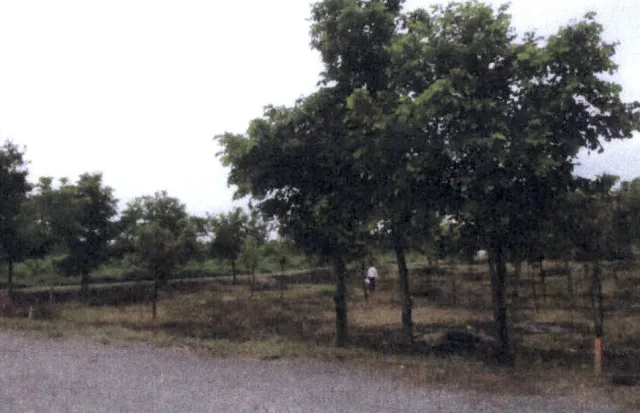 ขายทอดตลาด ที่ดินว่างเปล่า ต.หนองบัวใต้ อ.เมืองตาก จ.ตาก