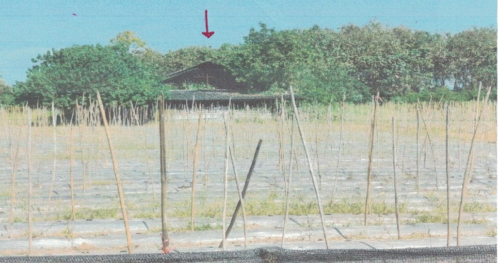 ขายทอดตลาด ที่ดินพร้อมสิ่งปลูกสร้าง ต.ท่าตุ้ม อ.ป่าซาง จ.ลำพูน