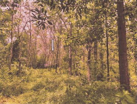 ขายทอดตลาด ที่ดินว่างเปล่า ต.ฉลุง อ.หาดใหญ่ จ.สงขลา