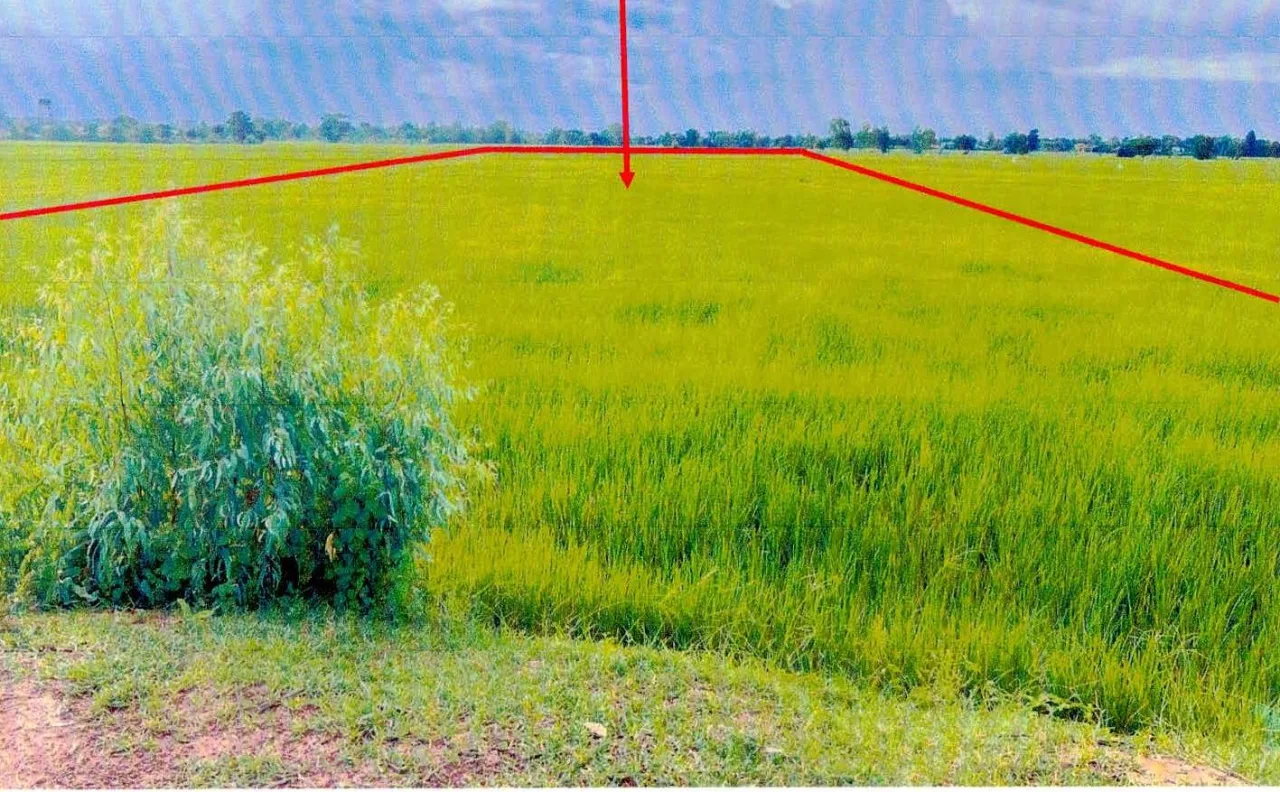 ขายทอดตลาด ที่ดินว่างเปล่า ต.หนองเหล็ก อ.ศีขรภูมิ จ.สุรินทร์