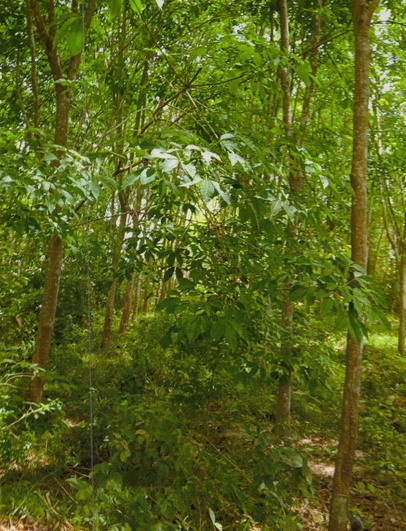 ขายทอดตลาด ที่ดินว่างเปล่า ต.คูหาใต้ อ.รัตภูมิ จ.สงขลา