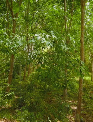 รูปทรัพย์ 1