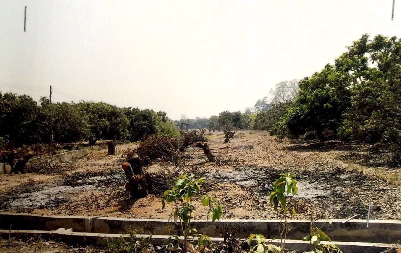 ขายทอดตลาด ที่ดินว่างเปล่า ต.หนองล่อง อ.กิ่งอำเภอเวียงหนองล่อง จ.ลำพูน