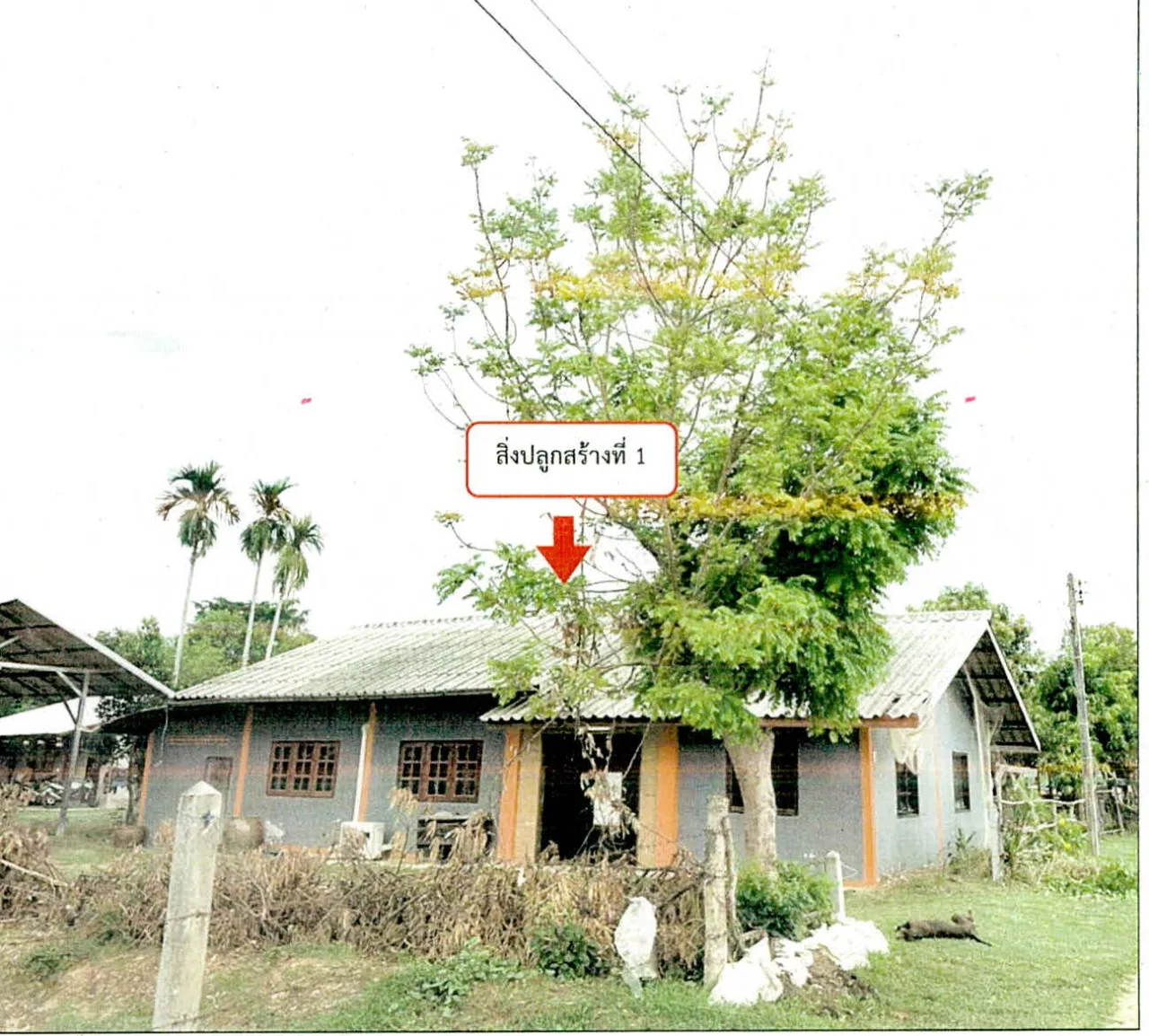 ขายทอดตลาด ที่ดินพร้อมสิ่งปลูกสร้าง ต.ตาอ็อง อ.เมืองสุรินทร์ จ.สุรินทร์
