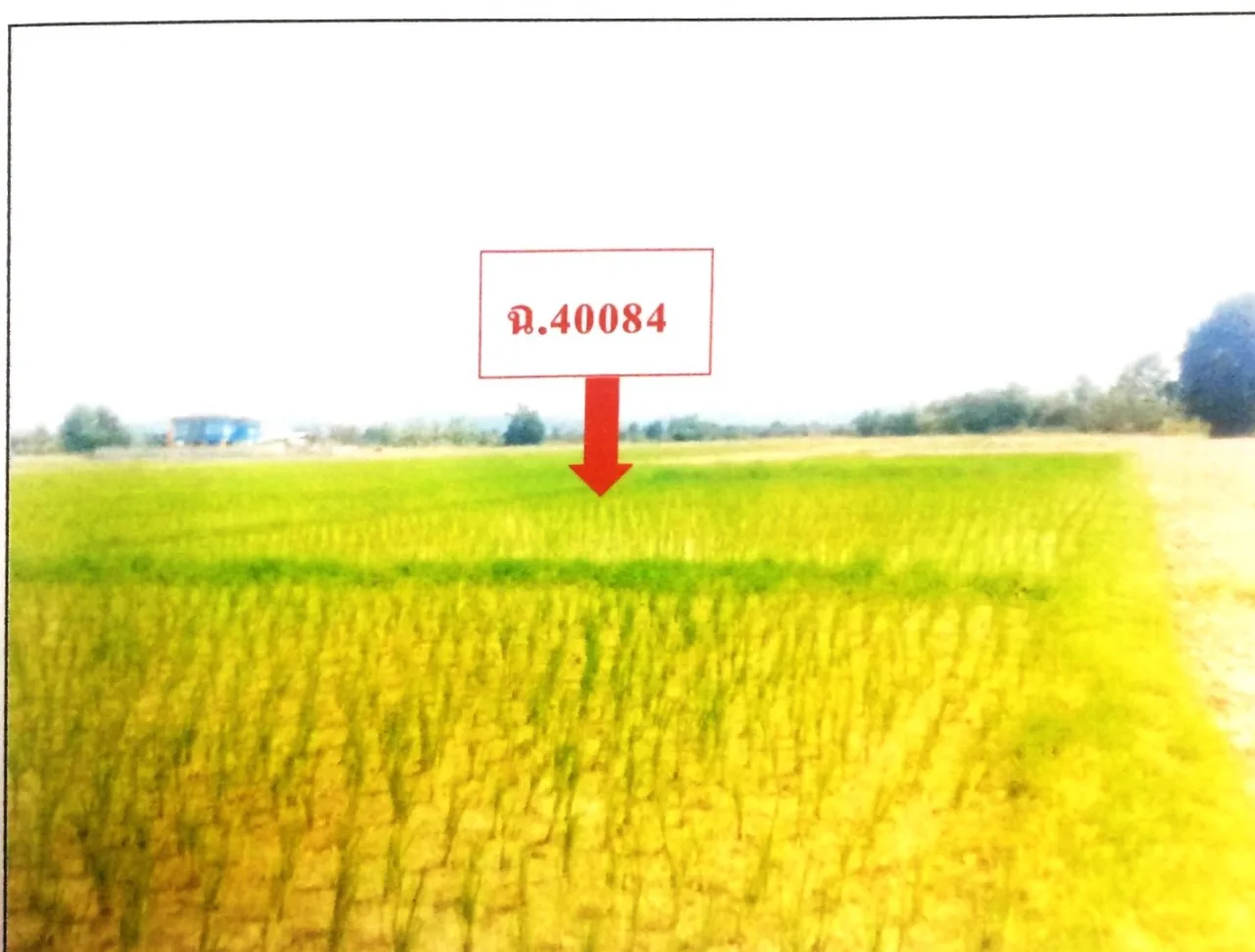 ขายทอดตลาด ที่ดินว่างเปล่า ต.แม่แรง อ.ป่าซาง จ.ลำพูน