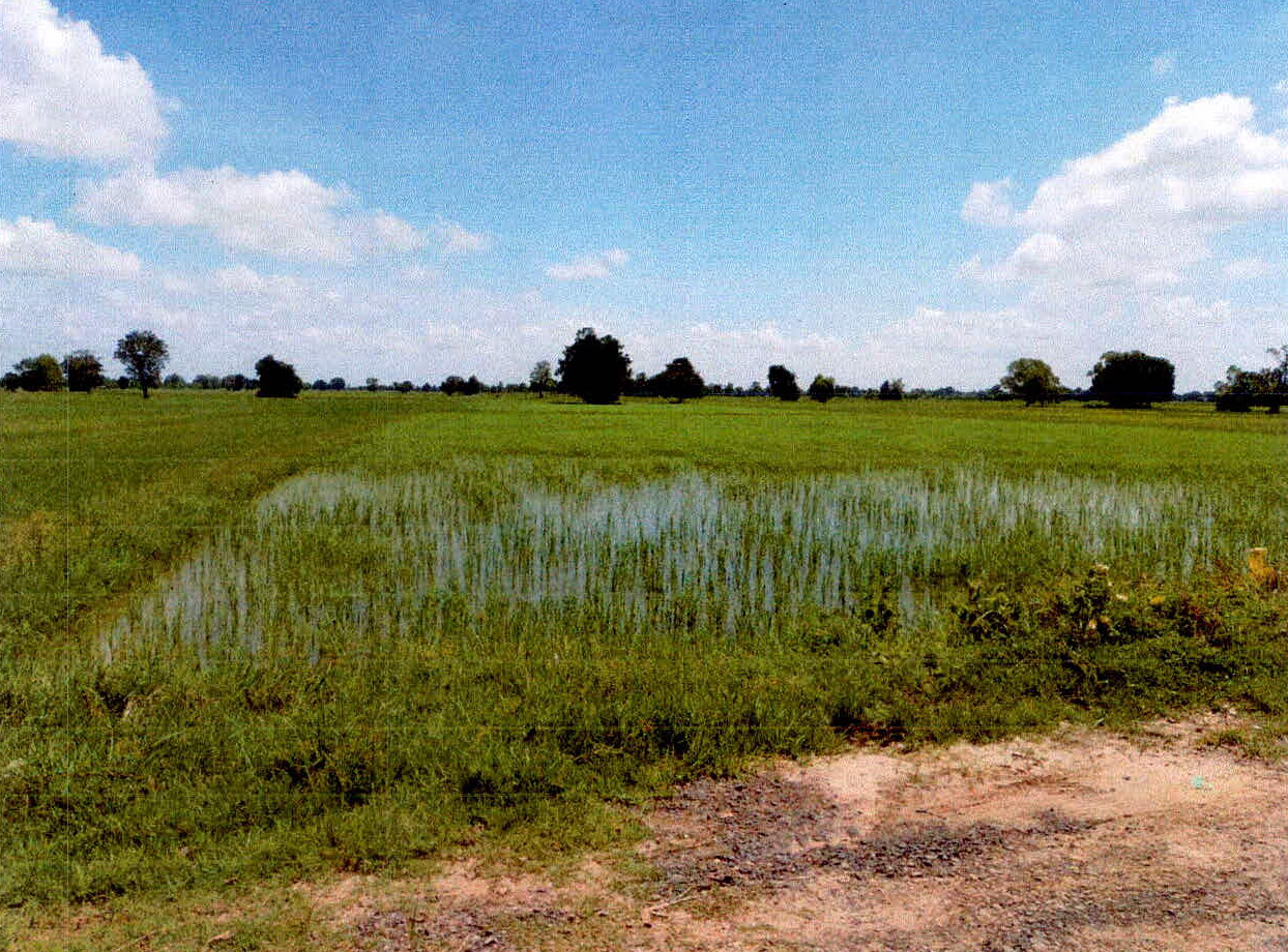 ขายทอดตลาด ที่ดินว่างเปล่า ต.หนองขวาว อ.ศีขรภูมิ จ.สุรินทร์