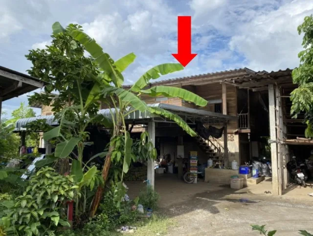 ขายทอดตลาด ที่ดินพร้อมสิ่งปลูกสร้าง ต.บ้านโฮ่ง อ.บ้านโฮ่ง จ.ลำพูน