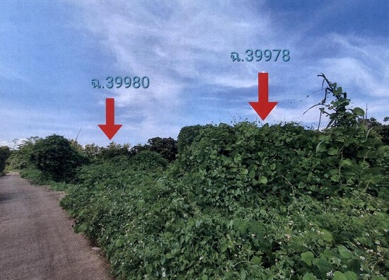 ขายทอดตลาด ที่ดินว่างเปล่า ต.ศรีเตี้ย อ.บ้านโฮ่ง จ.ลำพูน