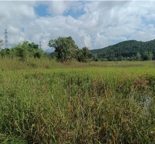 ขายทอดตลาด ที่ดินว่างเปล่า ต.ศรีบัวบาน อ.เมืองลำพูน จ.ลำพูน