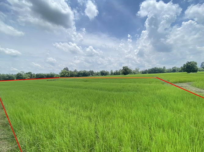 ขายทอดตลาด ที่ดินว่างเปล่า ต.พังทุย อ.น้ำพอง จ.ขอนแก่น