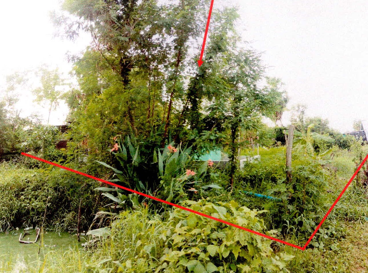 ขายทอดตลาด ที่ดินว่างเปล่า ต.เฉนียง อ.เมืองสุรินทร์ จ.สุรินทร์