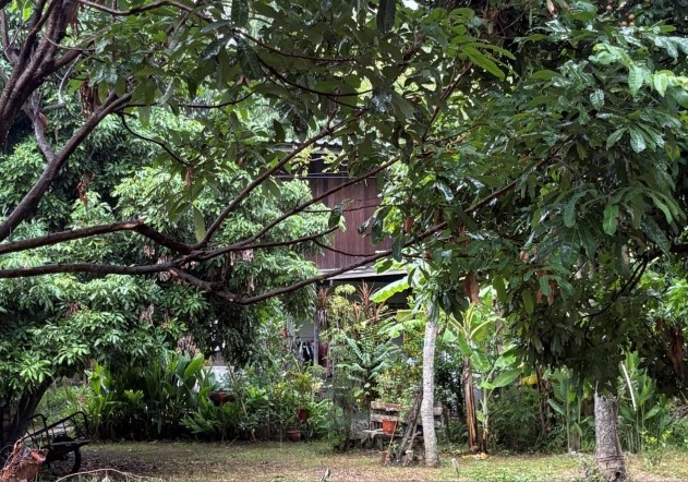 ขายทอดตลาด ที่ดินพร้อมสิ่งปลูกสร้าง ต.ศรีบัวบาน อ.เมืองลำพูน จ.ลำพูน