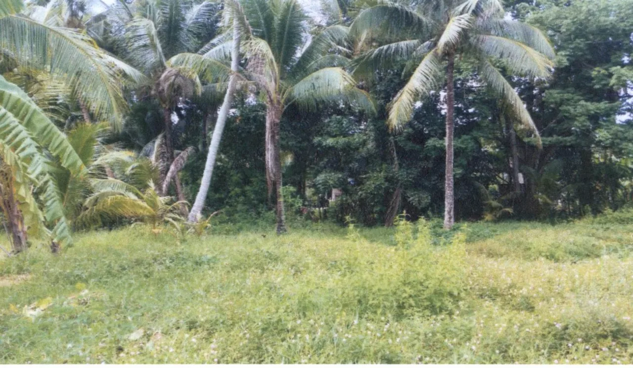 ขายทอดตลาด ที่ดินว่างเปล่า ต.วัดขนุน อ.สิงหนคร จ.สงขลา