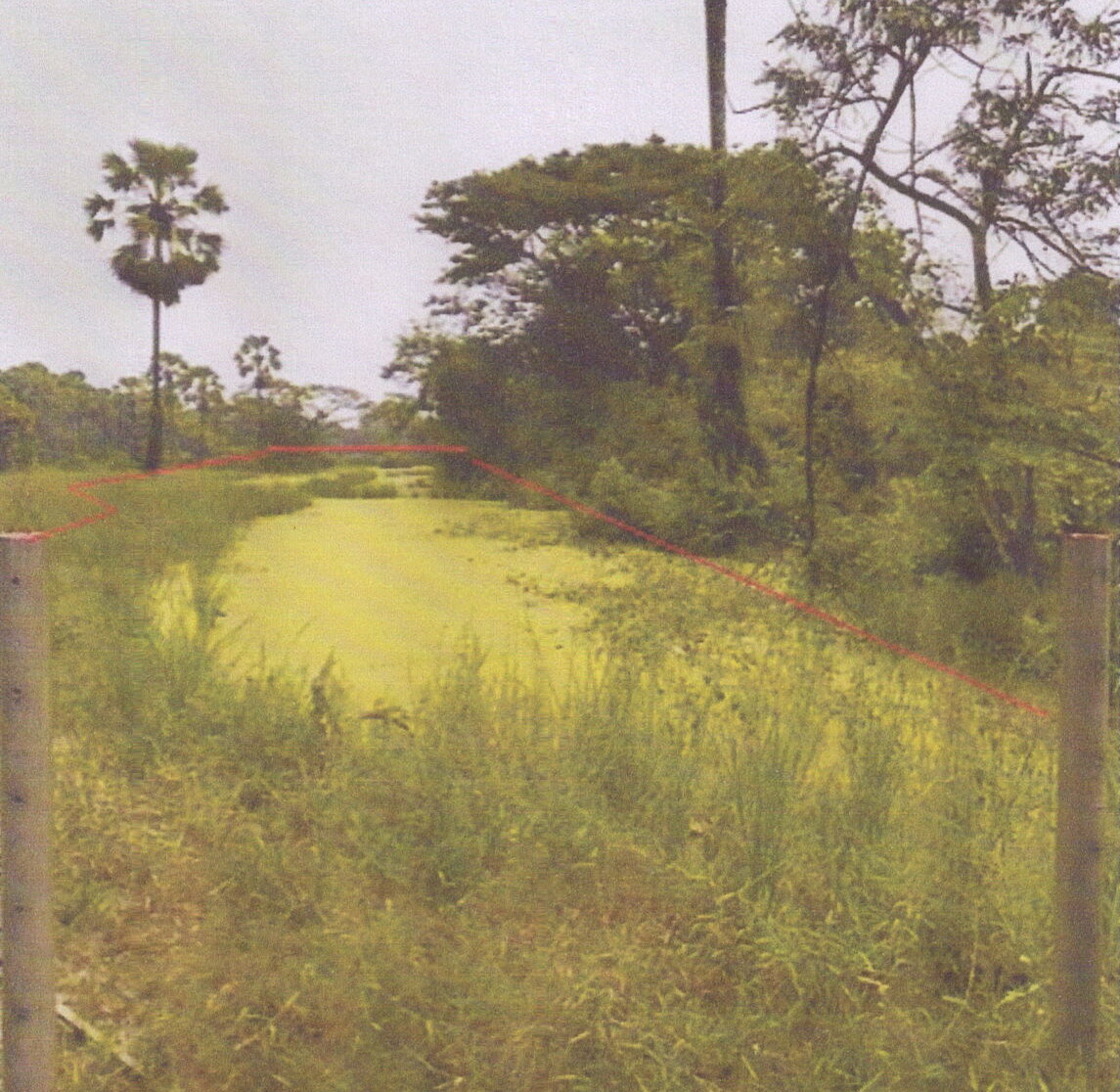 ขายทอดตลาด ที่ดินว่างเปล่า ต.วัดสน อ.ระโนด จ.สงขลา