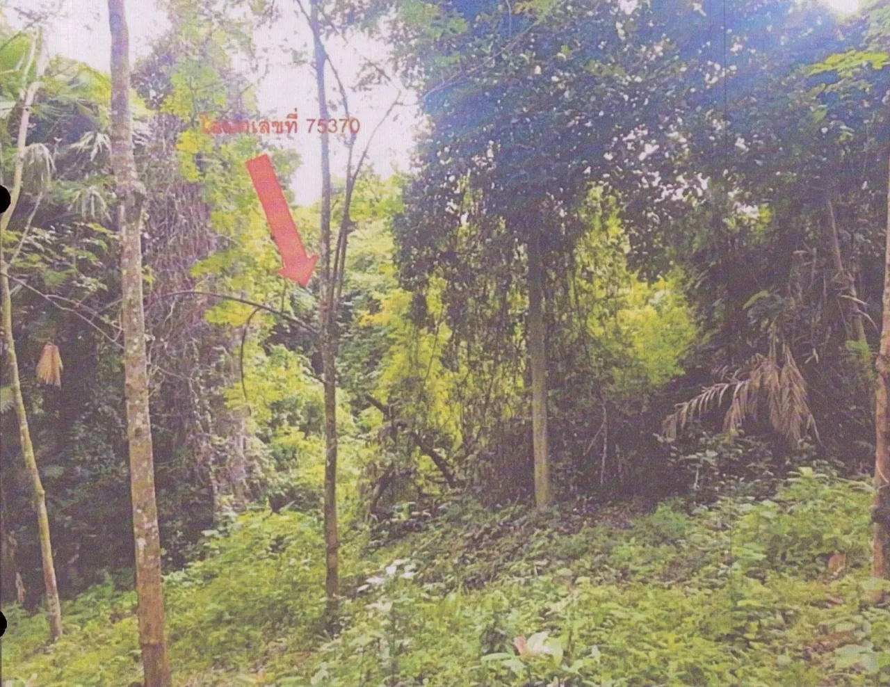 ขายทอดตลาด ที่ดินว่างเปล่า ต.ทุ่งหวัง อ.เมืองสงขลา จ.สงขลา