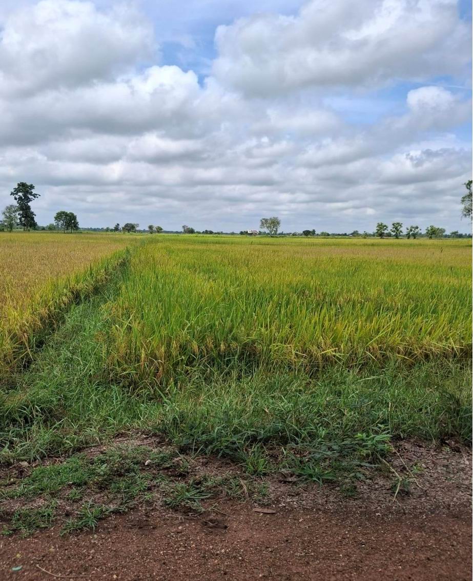 ขายทอดตลาด ที่ดินว่างเปล่า ต.หนองตูม อ.เมืองขอนแก่น จ.ขอนแก่น