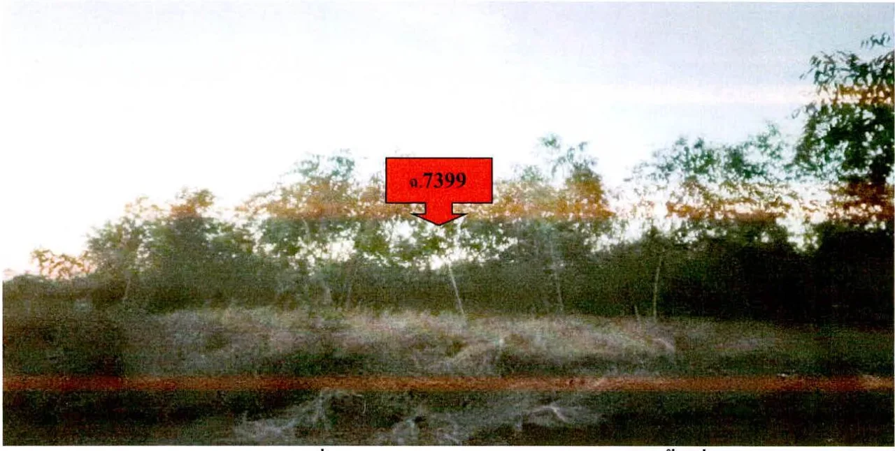ขายทอดตลาด ที่ดินว่างเปล่า ต.ตรวจ อ.ศรีณรงค์ จ.สุรินทร์