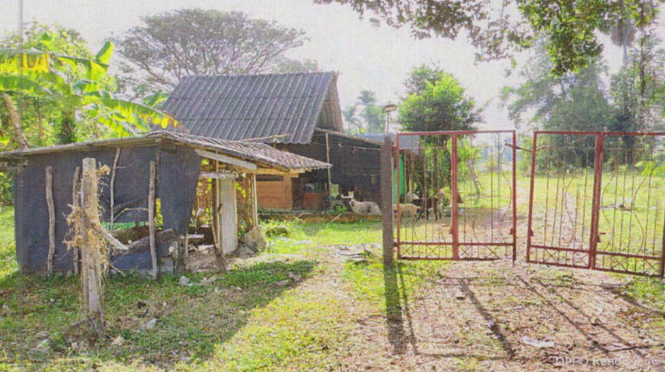 ขายทอดตลาด ที่ดินว่างเปล่า ต.ม่วงงาม อ.สิงหนคร จ.สงขลา