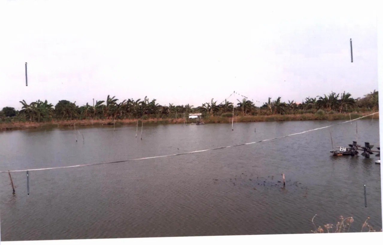 ขายทอดตลาด ที่ดินว่างเปล่า ต.บางเพรียง อ.บางบ่อ(บางเหี้ย) จ.สมุทรปราการ