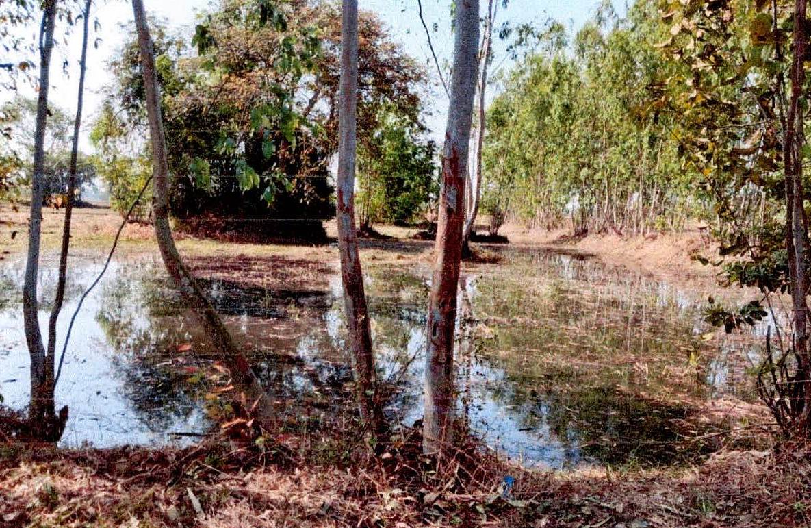 ขายทอดตลาด ที่ดินว่างเปล่า ต.หนองเหล็ก อ.ศีขรภูมิ จ.สุรินทร์
