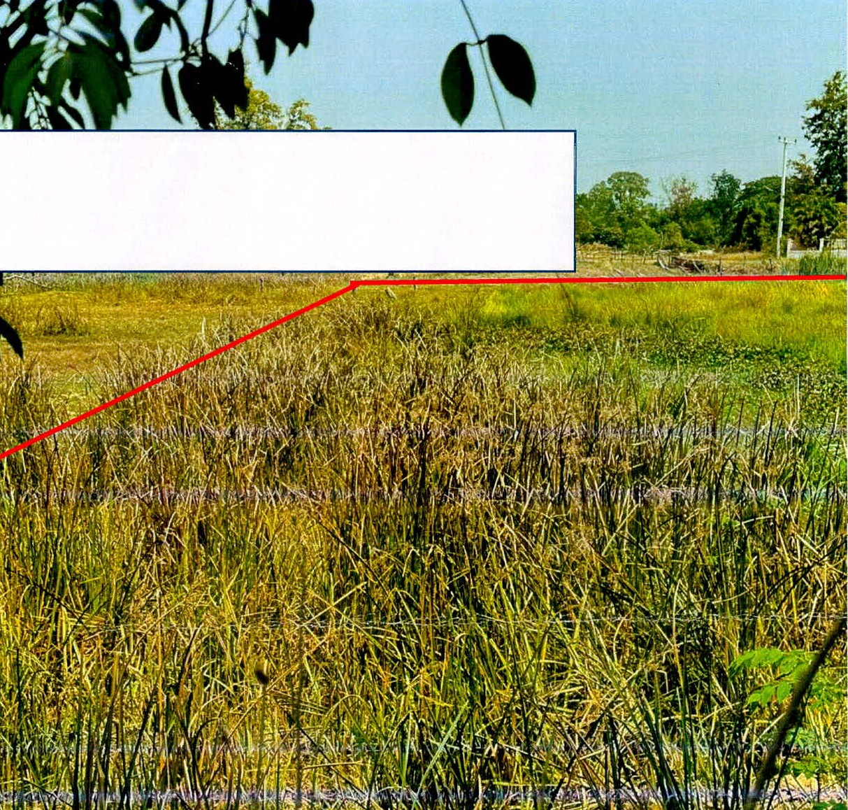 ขายทอดตลาด ที่ดินว่างเปล่า ต.สำโรง อ.เมืองสุรินทร์ จ.สุรินทร์