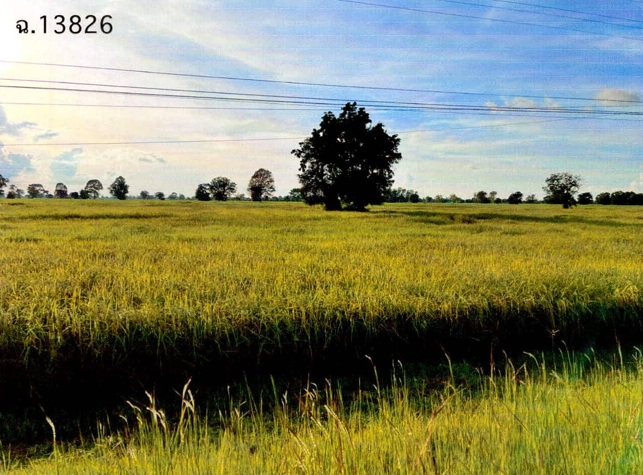 ขายทอดตลาด ที่ดินว่างเปล่า ต.หนองบัว อ.ศีขรภูมิ จ.สุรินทร์
