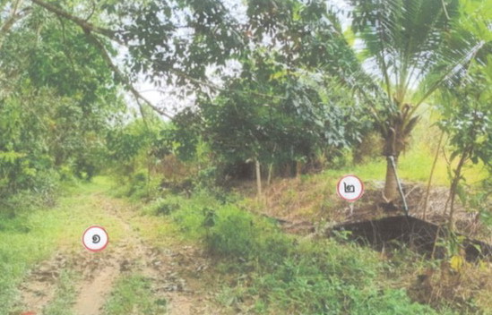 ขายทอดตลาด ที่ดินว่างเปล่า ต.แป-ระ อ.ท่าแพ จ.สตูล