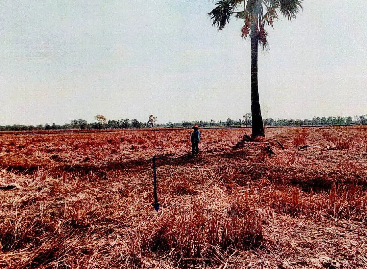 ขายทอดตลาด ที่ดินว่างเปล่า ต.หนองขวาว อ.ศีขรภูมิ จ.สุรินทร์