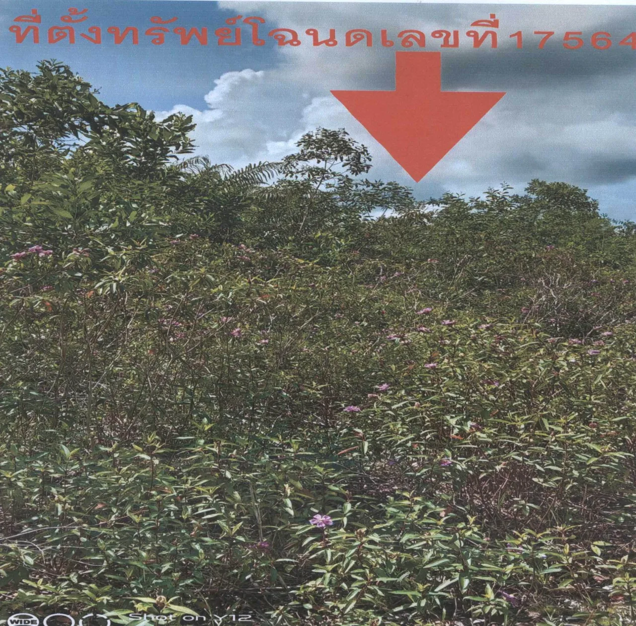 ขายทอดตลาด ที่ดินว่างเปล่า ต.คลองขุด อ.เมืองสตูล จ.สตูล