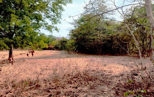 ขายทอดตลาด ที่ดินว่างเปล่า ต.แกใหญ่ อ.เมืองสุรินทร์ จ.สุรินทร์