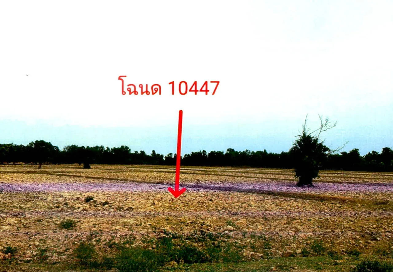 ขายทอดตลาด ที่ดินว่างเปล่า ต.หนองบัว อ.ศีขรภูมิ จ.สุรินทร์