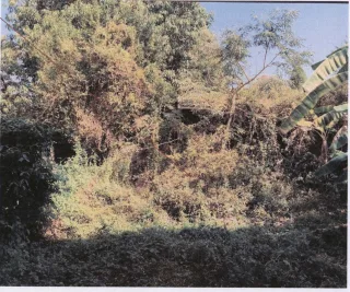 รูปทรัพย์ 2