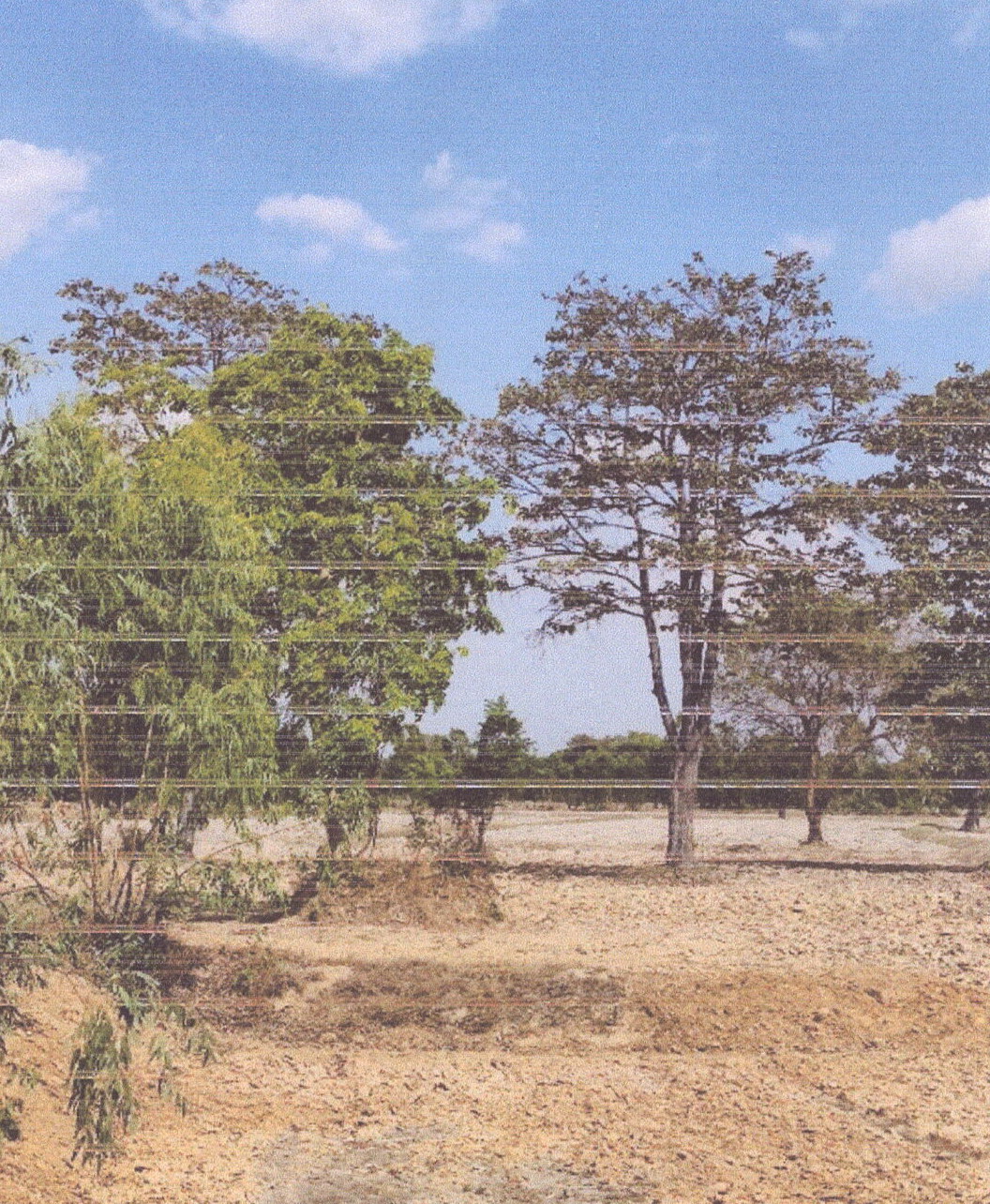 ขายทอดตลาด ที่ดินว่างเปล่า ต.ขวาวใหญ่ อ.ศีขรภูมิ จ.สุรินทร์