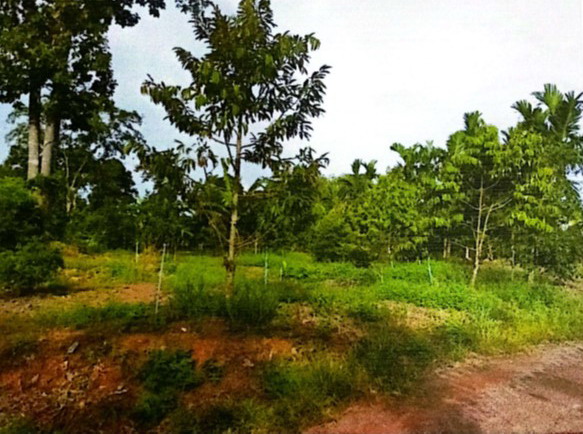 ขายทอดตลาด ที่ดินว่างเปล่า ต.น้ำผุด อ.ละงู จ.สตูล