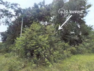 รูปทรัพย์ 1