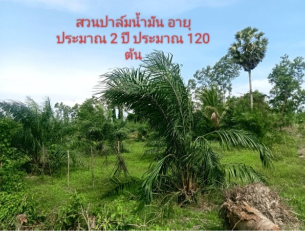 ขายทอดตลาด ที่ดินว่างเปล่า จ.ชัยภูมิ