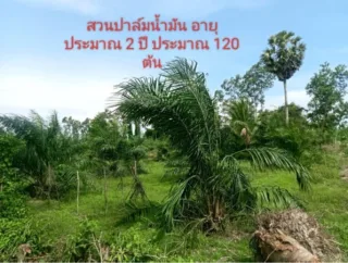 รูปทรัพย์ 1