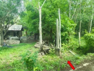 รูปทรัพย์ 2