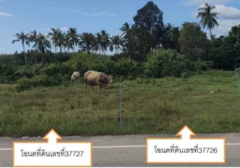 ขายทอดตลาด ที่ดินว่างเปล่า ต.ละงู อ.ละงู จ.สตูล