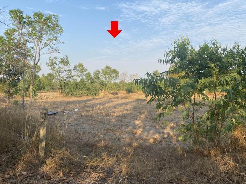 ขายทอดตลาด ที่ดินว่างเปล่า ต.ไร่สีสุก อ.เสนางคนิคม จ.อำนาจเจริญ