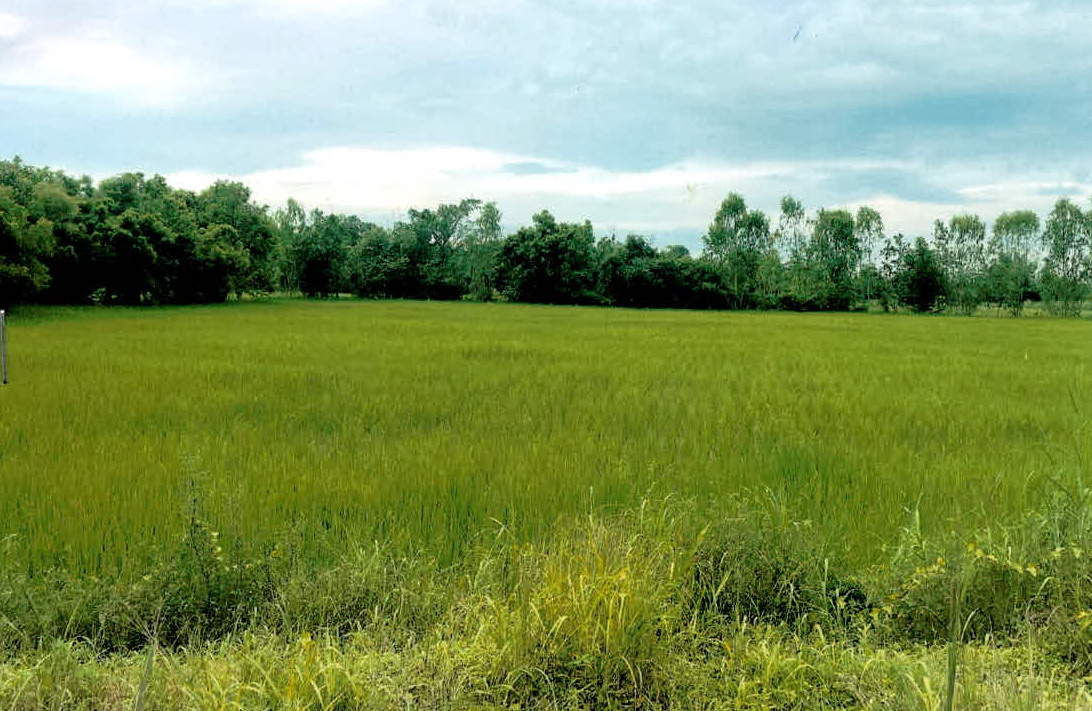 ขายทอดตลาด ที่ดินว่างเปล่า ต.พนา อ.พนา จ.อำนาจเจริญ