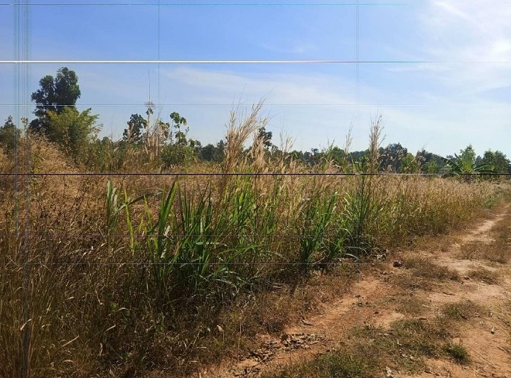 ขายทอดตลาด ที่ดินว่างเปล่า ต.กุดปลาดุก อ.เมืองอำนาจเจริญ จ.อำนาจเจริญ