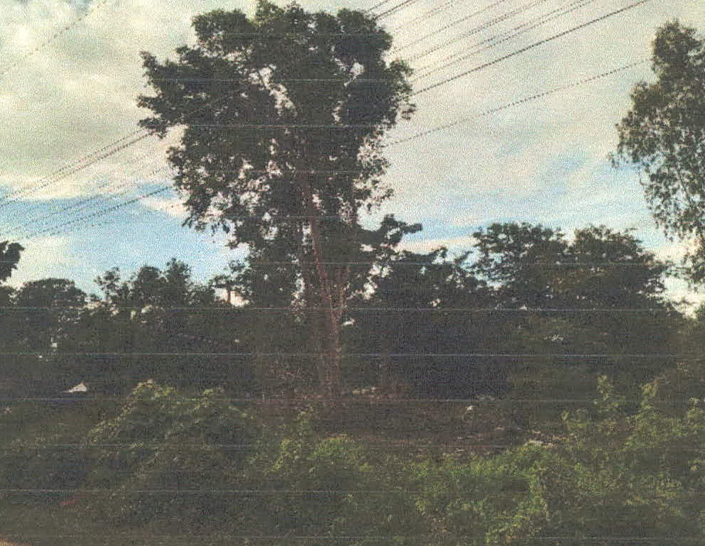 ขายทอดตลาด ที่ดินว่างเปล่า ต.นาวัง อ.เมืองอำนาจเจริญ จ.อำนาจเจริญ