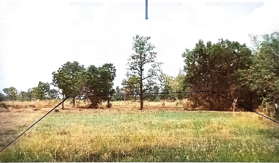 ขายทอดตลาด ที่ดินว่างเปล่า ต.ไร่ใต้ อ.พิบูลมังสาหาร จ.อุบลราชธานี