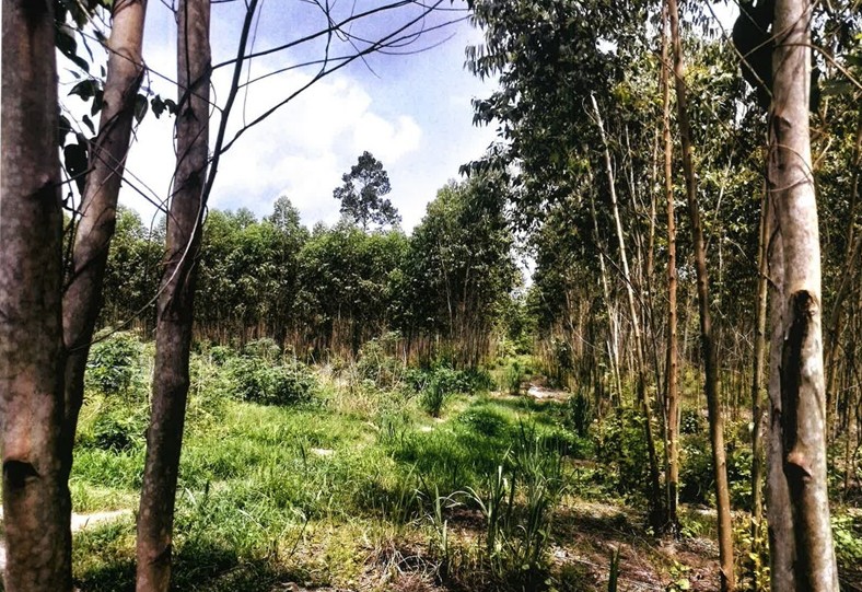 ขายทอดตลาด ที่ดินว่างเปล่า ต.ท่าแยก อ.เมืองสระแก้ว จ.สระแก้ว