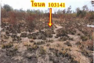 รูปทรัพย์ 1