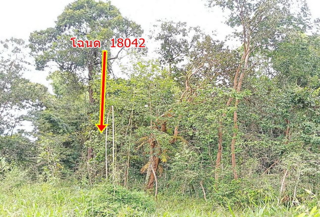 ขายทอดตลาด ที่ดินว่างเปล่า ต.หนองเหล่า อ.เขื่องใน จ.อุบลราชธานี